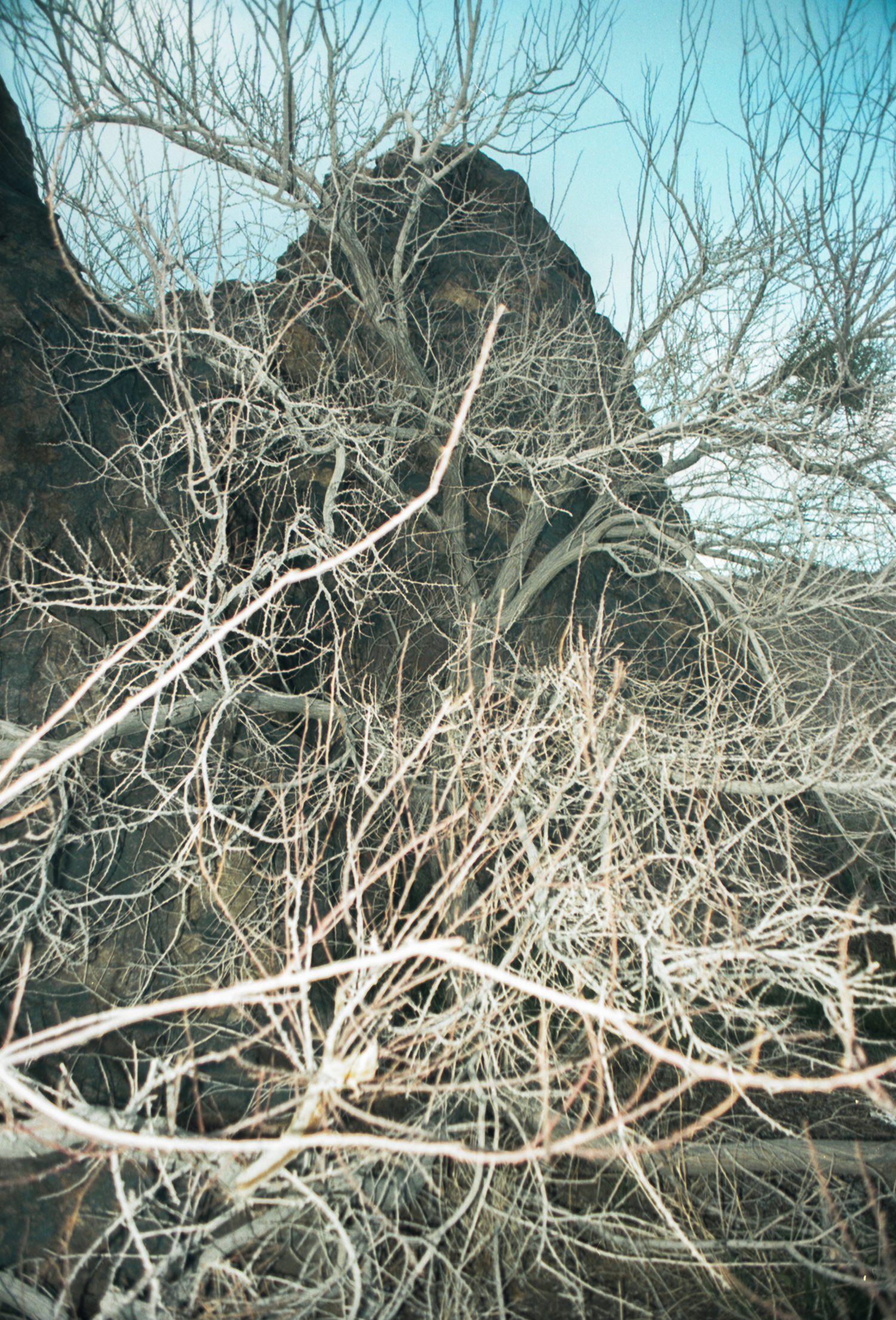 4 - Veins - d2b6a2b4-73a6-45a1-9eab-11da296e376f.jpg